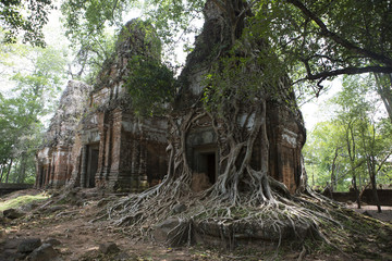 Cambodia Trees