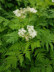 Suessdolde; Myrrhenkerbel; Myrrhis, odorata