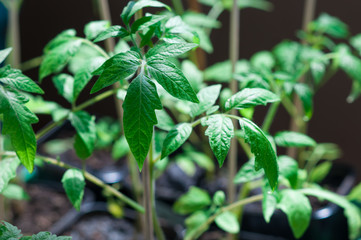tomatoes seedlings in pots