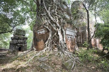 Cambodia Trees