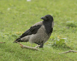 Obraz premium Hoode crown