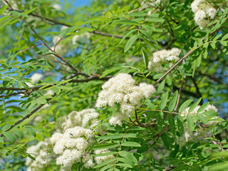 Blühender Vogelbeerbaum, Sorbus aucuparia