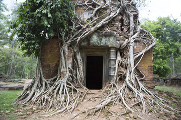Cambodia Trees