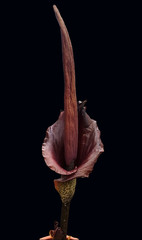 Titanenzunge, Titanenwurz, Amorphophallus konjac