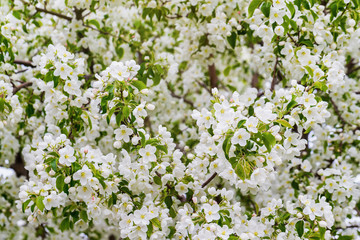 Cherry blossoms at spring garden background.