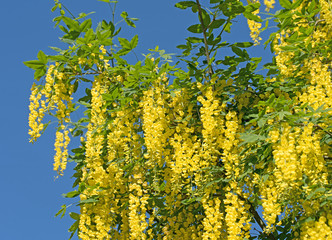 Goldregen, Laburnum, Gelbstrauch