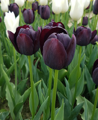 Tulipa, Queen of Night, Black Tie, Tulpenbluete