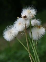 seeds of Hieracium pilosella plant
