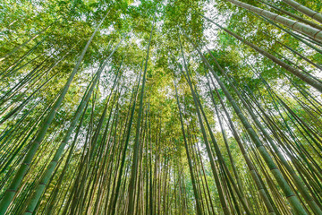 Fototapeta na wymiar Asian bamboo forest,bamboo grove for chopsticks industry.