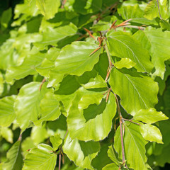Junge Buchenblätter, Hainbuche, Carpinus betulus