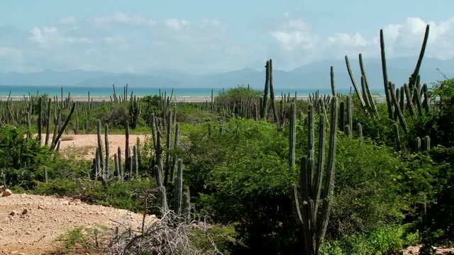 Landscape of Macanao Peninsula in Margarita Island, Venezuela. Taken on sunny windy day
