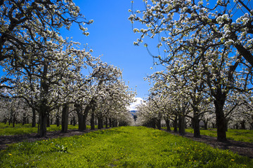 Alley of spring revival