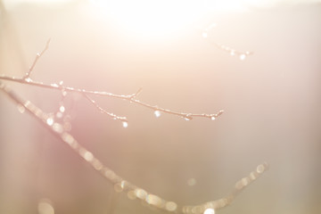Branch