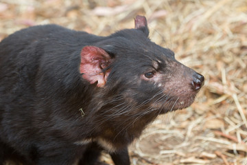 Hobart, Tasmania, Australia - December 27, 2016: Tasmanian devil Sarcophilus harrisii