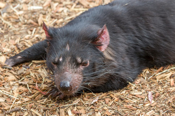 Hobart, Tasmania, Australia - December 27, 2016: Tasmanian devil Sarcophilus harrisii