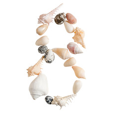 various sea shells number 8 on isolated white background