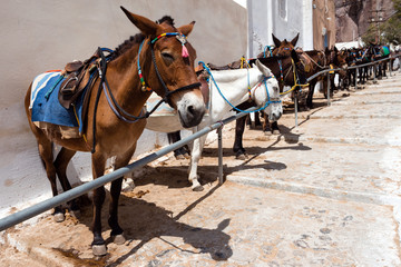 Santorini donkeys on the steps to Fira used for transportation, Greece