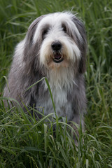 Bearded Collie in a grass field