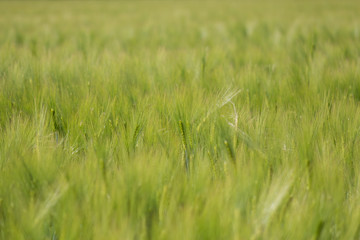 Obraz premium Wheatear in a Wheatfield