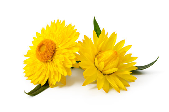 Bl&uuml;ten der Strohblume