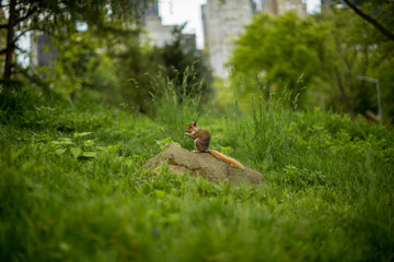 Squirrel having lunch on a rock