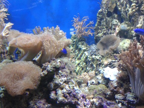 Corals, shells