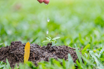 Watering small trees,Children's hand watering a young plant