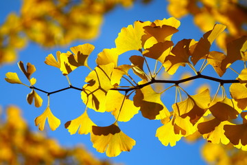 Bright yellow ginkgo leaves on fragile twig against blue sky.