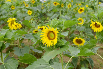 sunflower