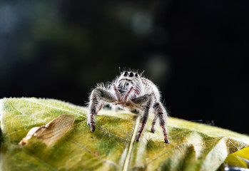 Close-ups Spider on the leaf