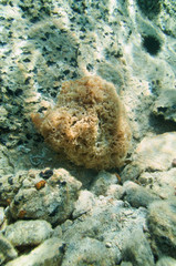 Natural sponge