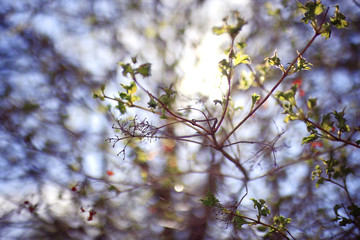 buds and leaves on a tree branch spring background