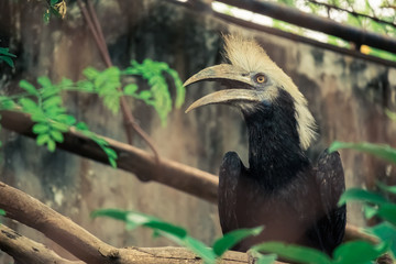  Bushy-crested Hornbill
