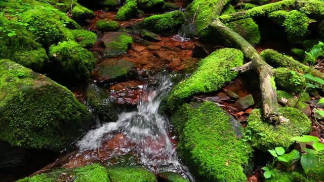 Wasser Bach im Wald fließend 