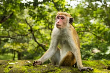 Fototapete Rund Sri lanka monkey © Ji