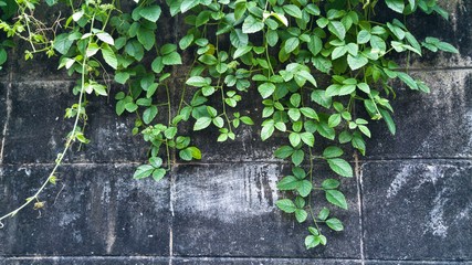 A creeper on the wall.