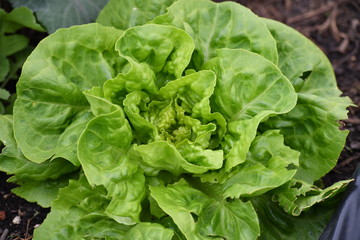 Frischer Salat im Beet