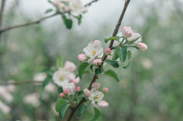 White and pink flowers of an apple tree