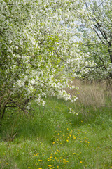 Blooming apple in the spring garden