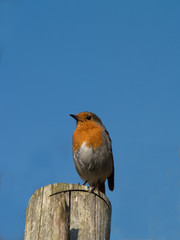 Robin sitting on fence post