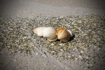 Shells in the sand
