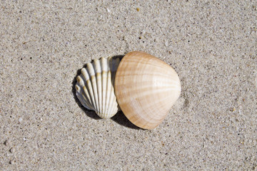 Fototapeta na wymiar Shells in the sand