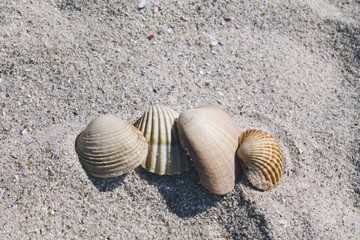 Shells in the sand