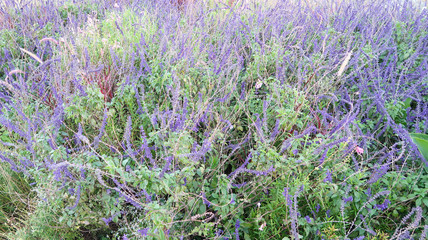 Lavender Bush