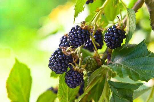 Blackberries on a branch in garden