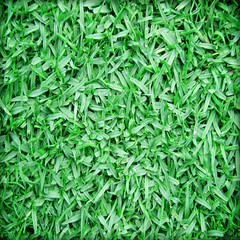 Beautiful green grass texture