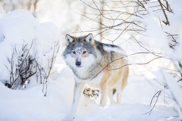 Wolf with wild eyes walking in the snowy winter forest