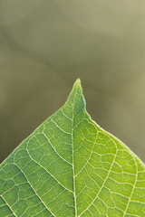 macro of the textures of a green leaf