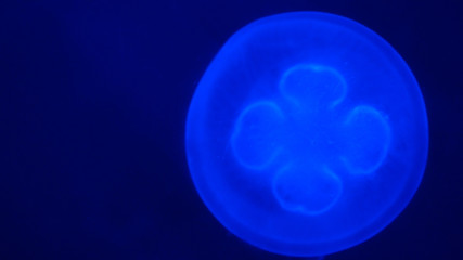 Nightlights glowing beautiful moon jellyfish with blue light