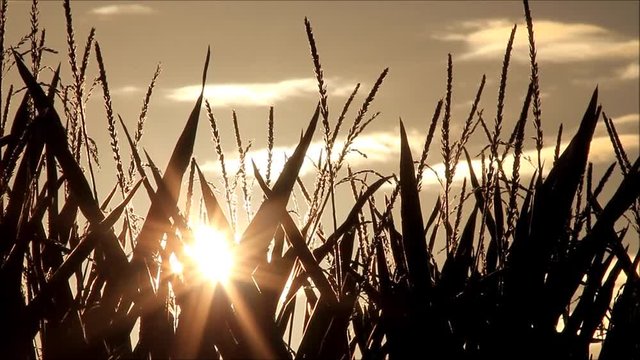 maize field at sunrise, background
